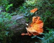MG 7921 Orange Fungus